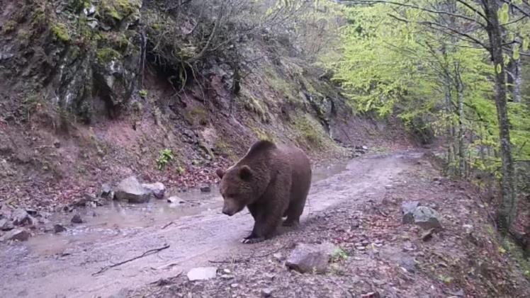 Gönen’de iki ayrı fotokapana yakalanan ayılar şaşırttı