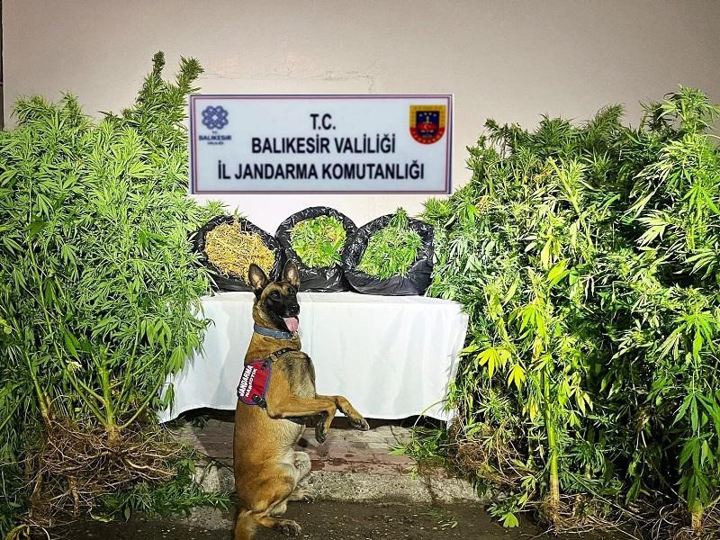 Balıkesir’de organize suç operasyonu: 36 gözaltı