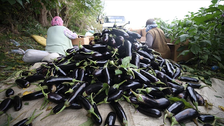 Gönen’de yıllık 7 bin 753 ton patlıcan üretimi