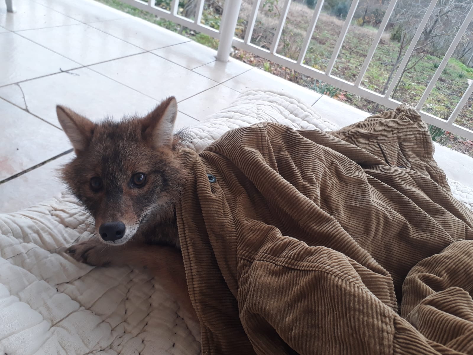 YARALI TİLKİYİ HAYATA DÖNDÜRDÜLER