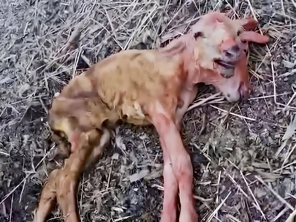 Çift Kafalı Doğdu, Görenleri Hayrete Düşürdü..