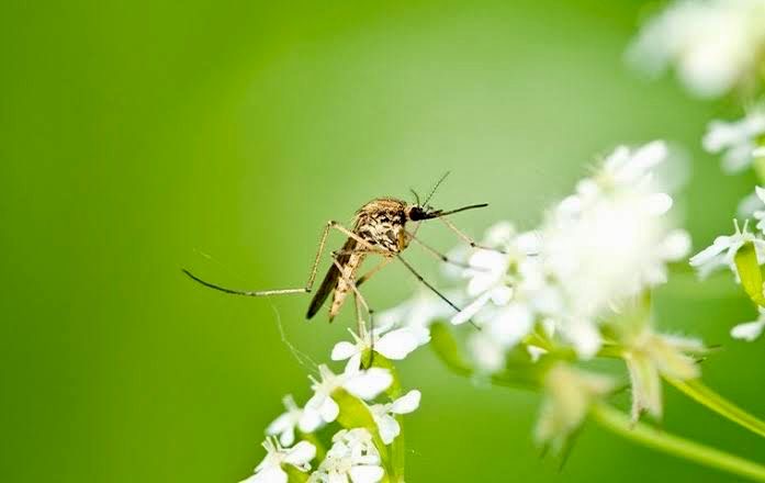 SİNEK VE HAŞERE İLE MÜCADELEDE LARVA DÖNEMİ ES GEÇİLİYOR