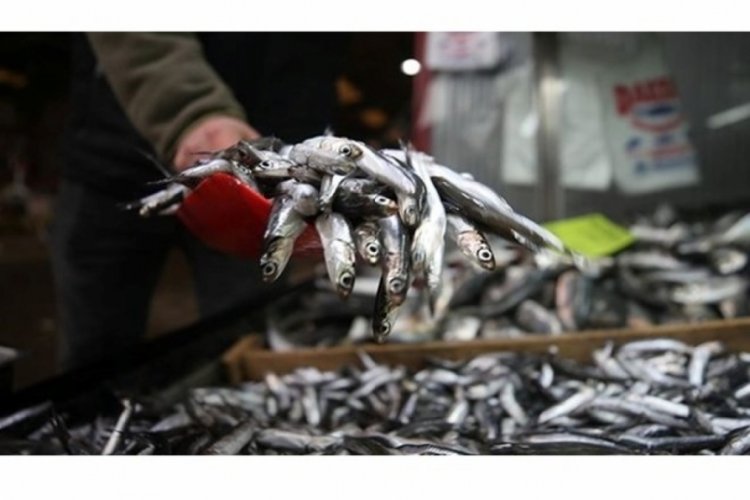 Hamsi ihracatında yüzde 33 artış