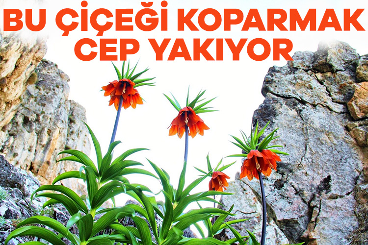 Bu lalelere dikkat! Tanesi 244 bin 315 TL