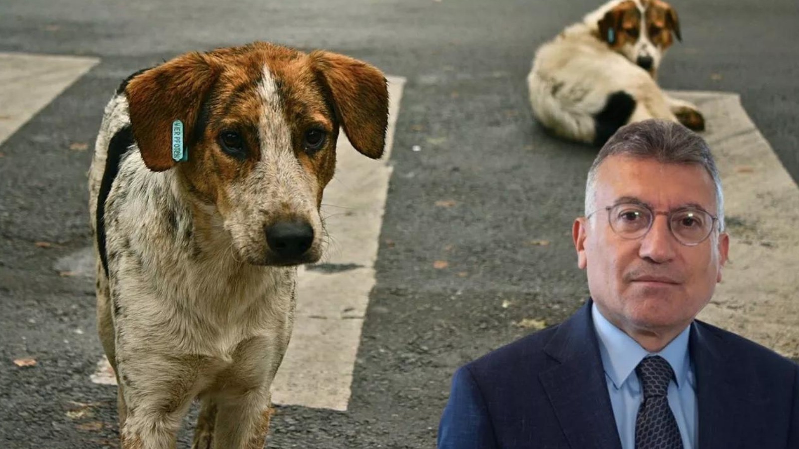 Merak edilen soruyu yanıtladı: Başıboş sokak köpeklerinin akıbeti belli oldu