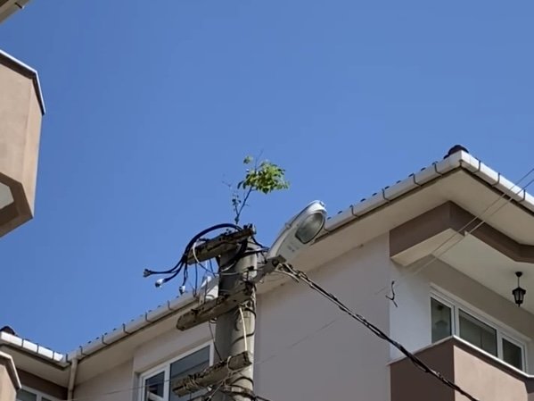 DOĞA BİR KEZ DAHA HAYRETE DÜŞÜRDÜ: ELEKTRİK DİREĞİNİN TEPESİNDE AĞAÇ FİLİZLENDİ
